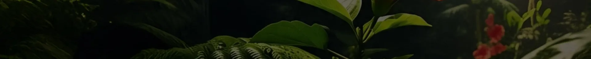 Abeja