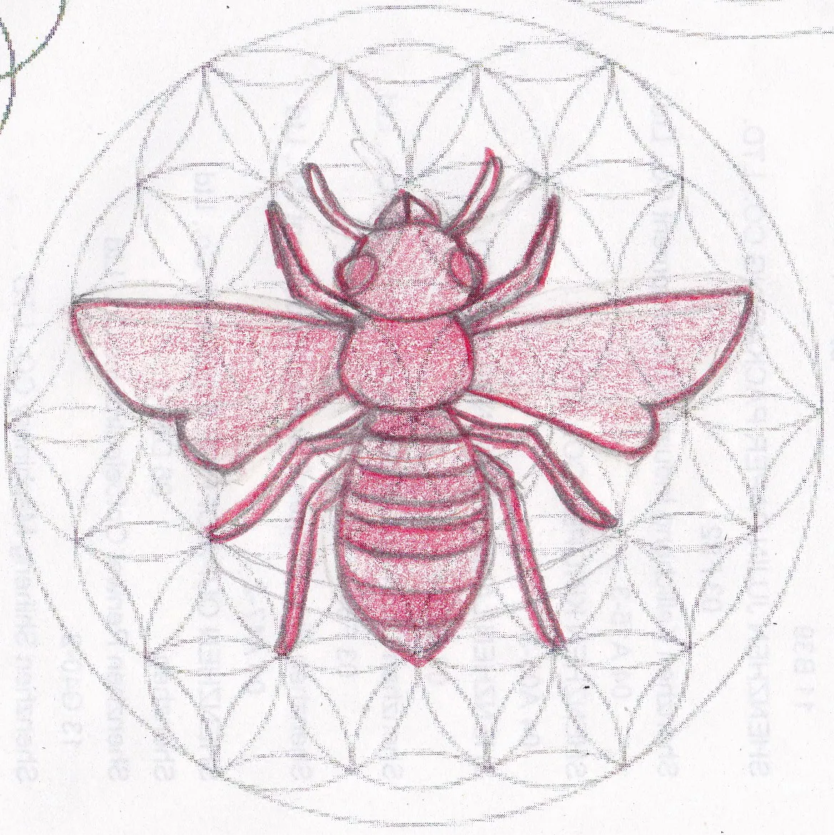 Abeja — Primeros Trazos 3