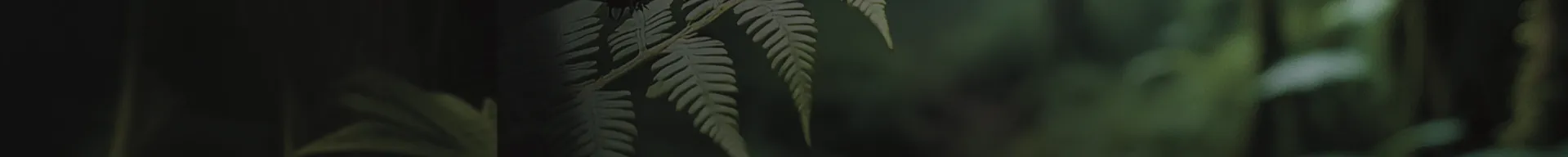 Insectos