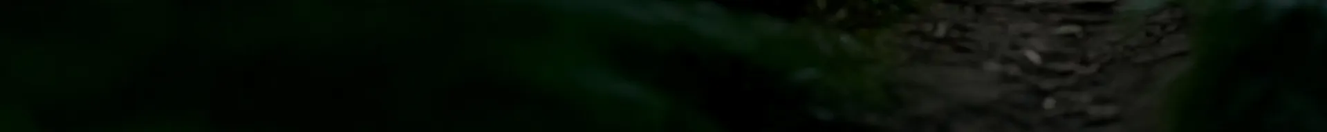 Venado