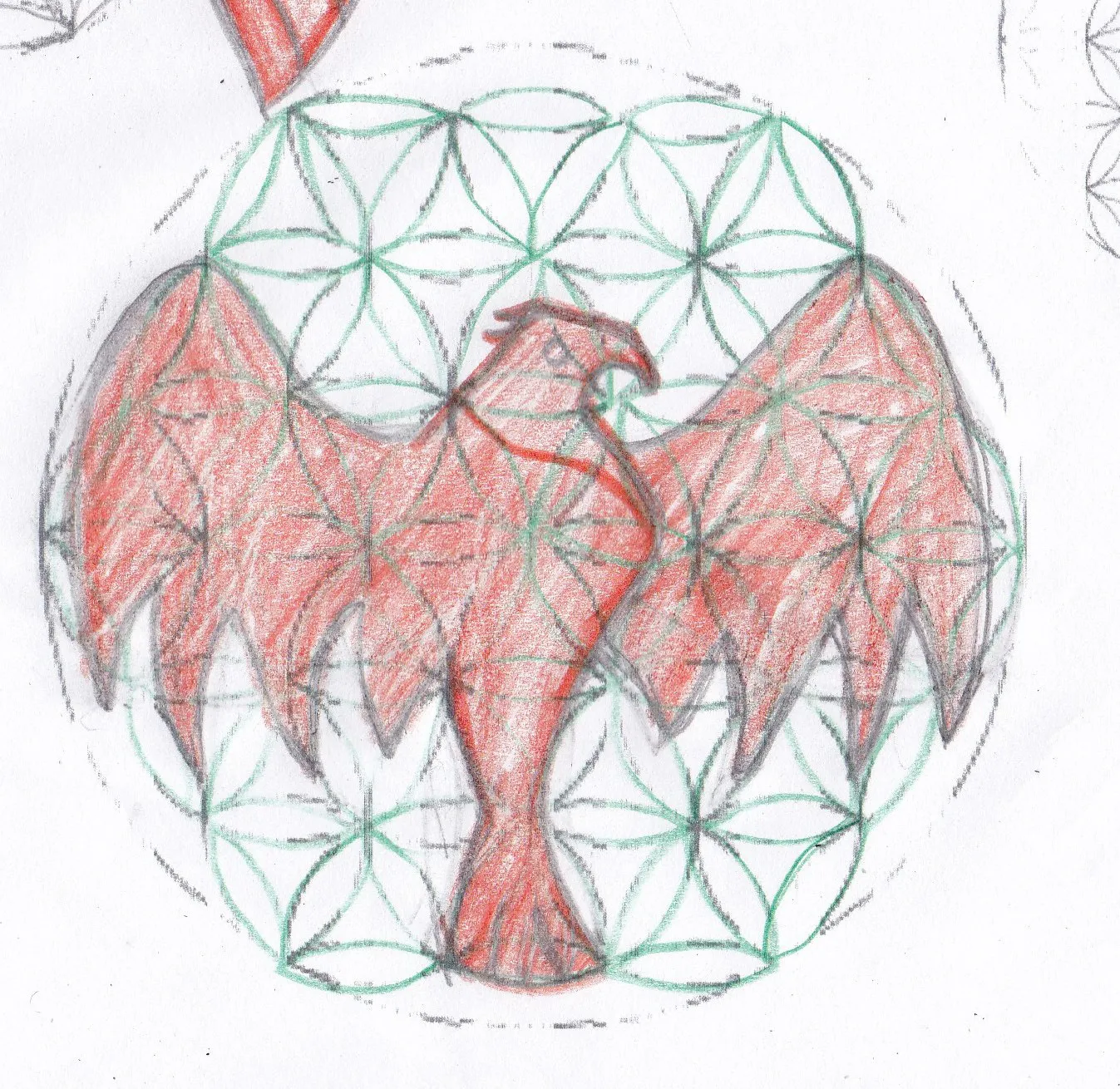 Águila — Primeros Trazos 1