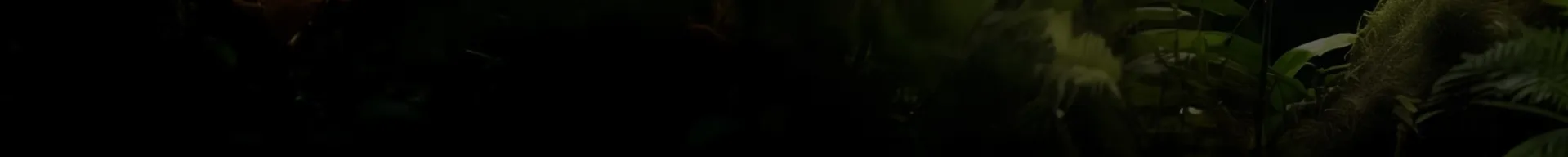 Colibrí