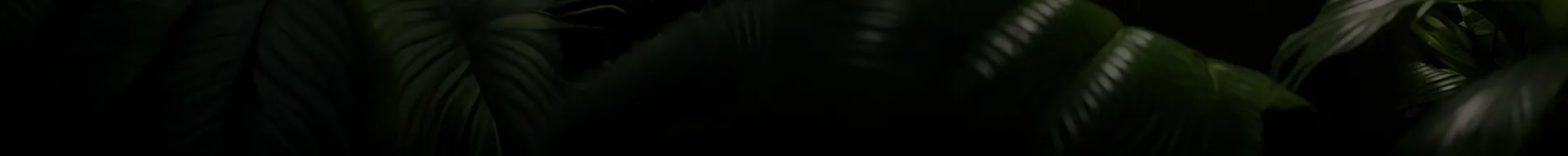 Conejo