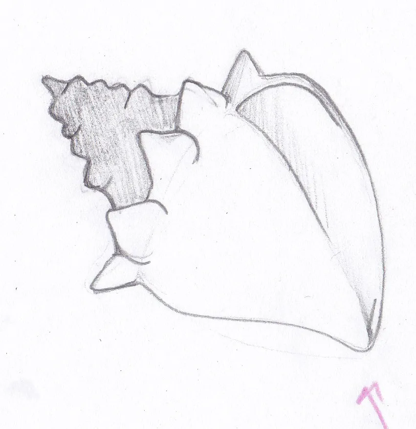 Caracol — Primeros Trazos 1