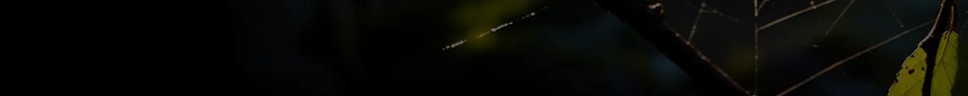 Araña